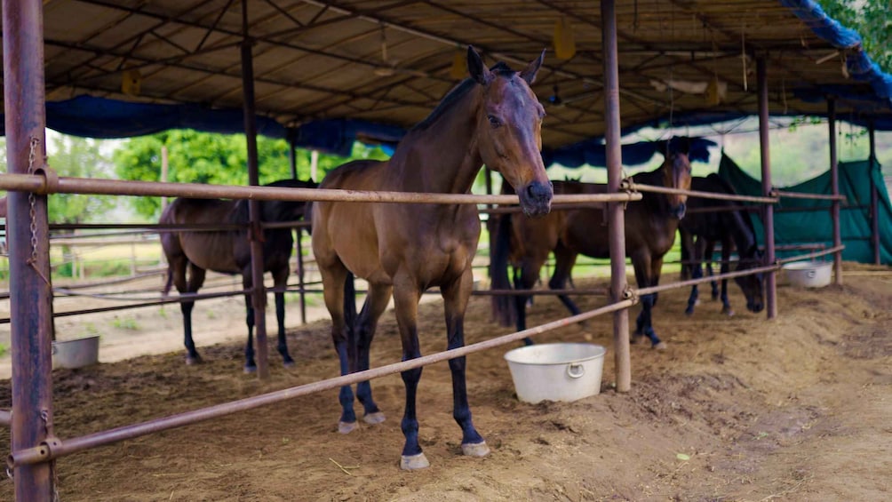 Picture 15 for Activity Rural Trail On Marwari Horseback At Private Ranch in 12Acres