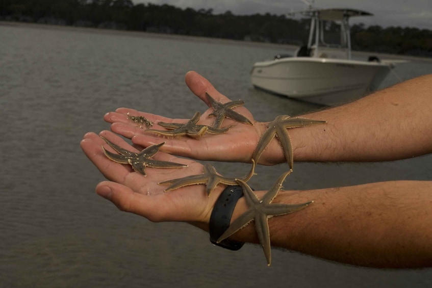 Picture 3 for Activity Hilton Head: Guided Disappearing Island Tour by Mini Boat