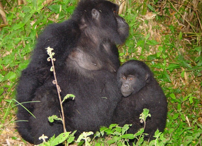 Picture 8 for Activity From Kigali: 2-Day Gorilla Trek & Bwindi National Park