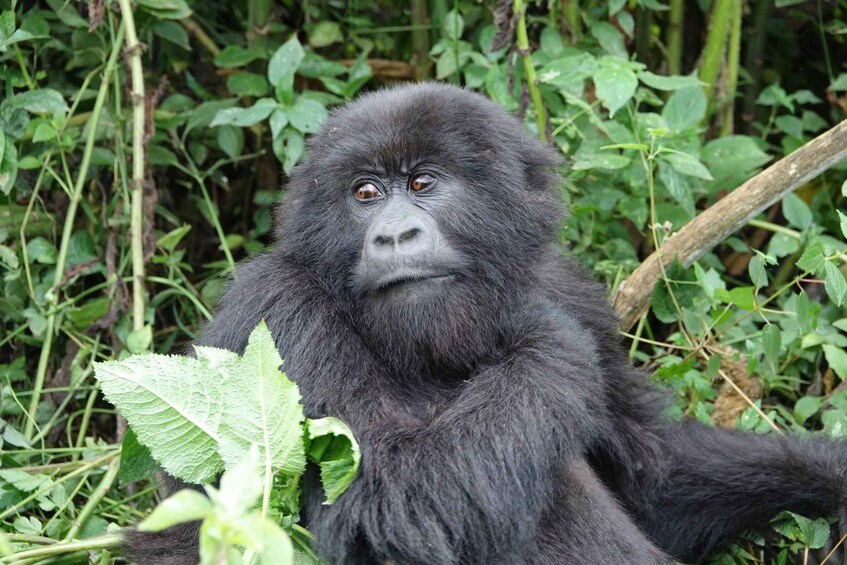 Picture 6 for Activity From Kigali: 2-Day Gorilla Trek & Bwindi National Park