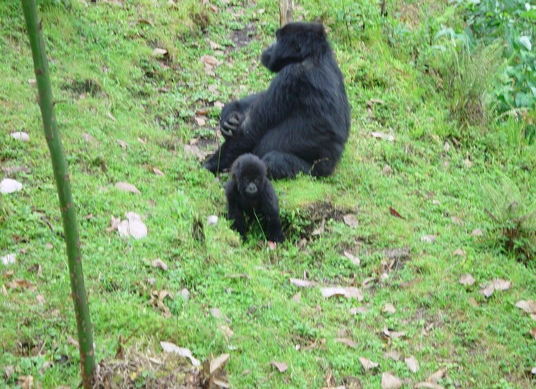 Picture 10 for Activity From Kigali: 2-Day Gorilla Trek & Bwindi National Park