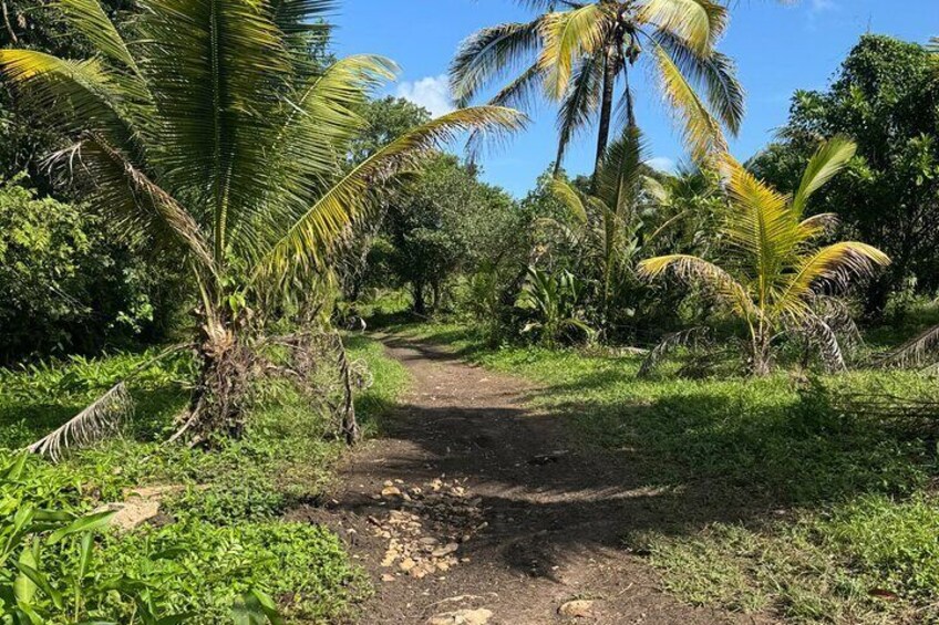 ATV's, Black Howler Monkeys & Mayan Ruins w lunch from Placencia