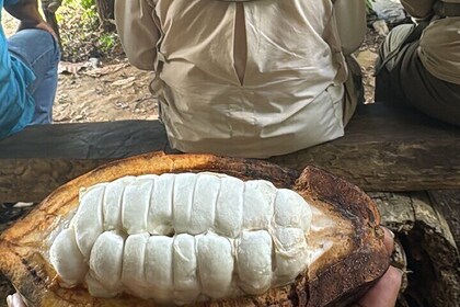 Excursión en ATV por la selva y la granja de chocolate maya desde Placencia