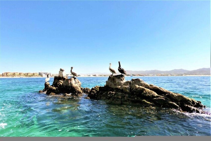 Picture 4 for Activity Cabo San Lucas: 45-Minute Glass-Bottom-Boat Tour