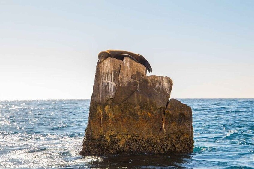 Picture 6 for Activity Cabo San Lucas: 45-Minute Glass-Bottom-Boat Tour