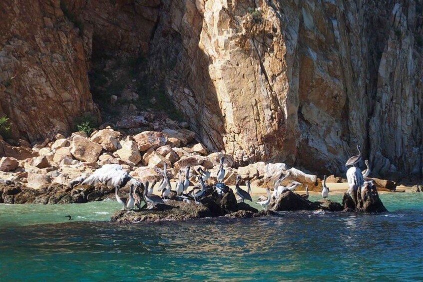 Picture 15 for Activity Cabo San Lucas: 45-Minute Glass-Bottom-Boat Tour