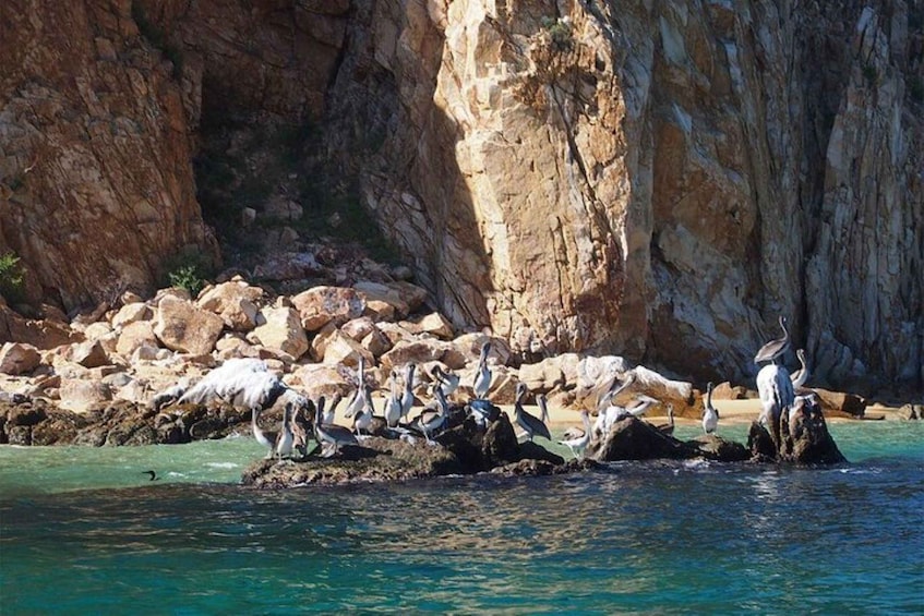 Picture 15 for Activity Cabo San Lucas: 45-Minute Glass-Bottom-Boat Tour