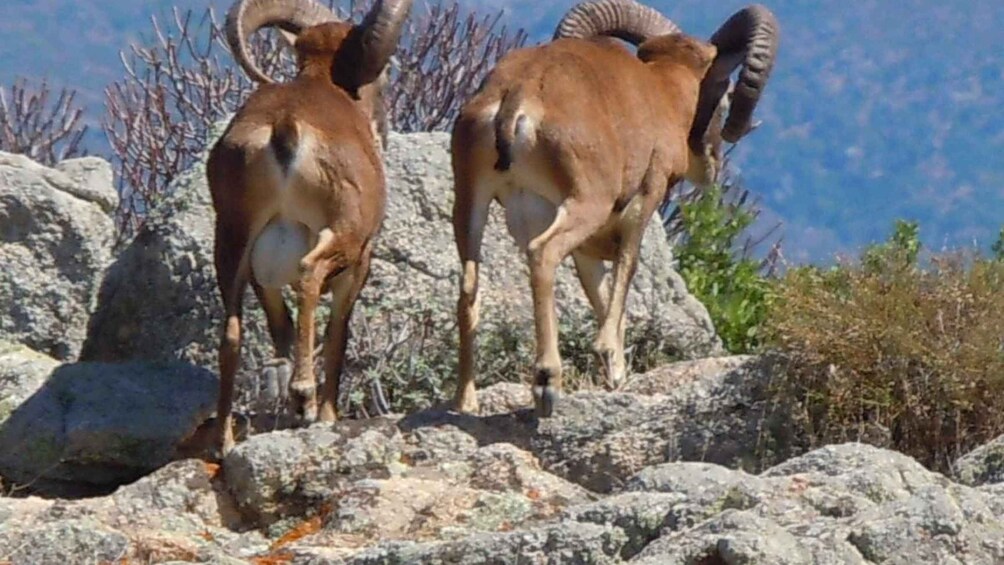 Picture 6 for Activity From Stintino: Day trip by minibus in Asinara National Park