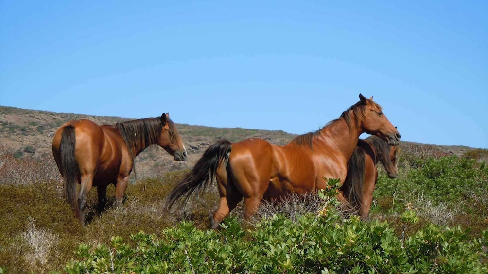 Picture 5 for Activity From Stintino: Day trip by minibus in Asinara National Park