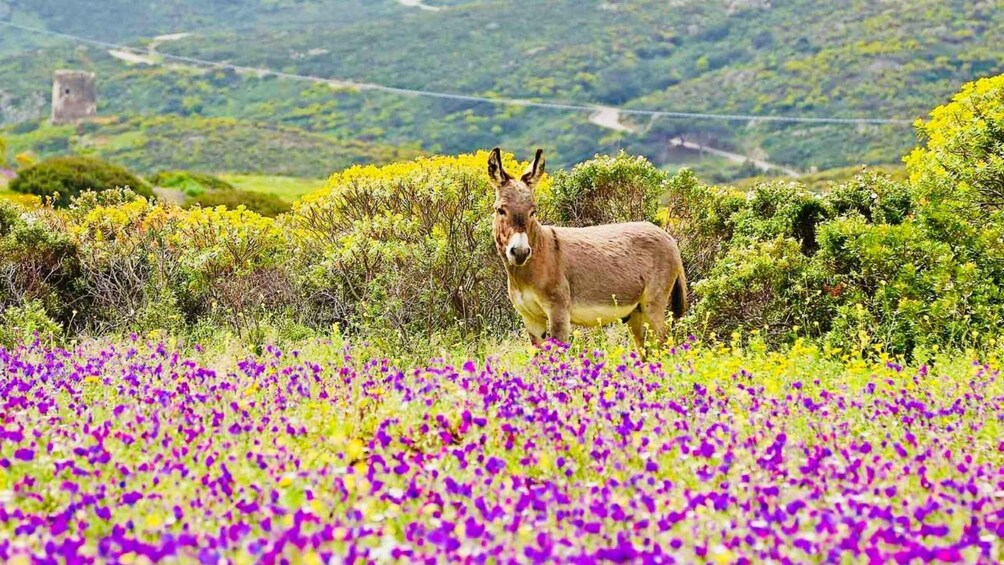 Picture 7 for Activity From Stintino: Day trip by minibus in Asinara National Park