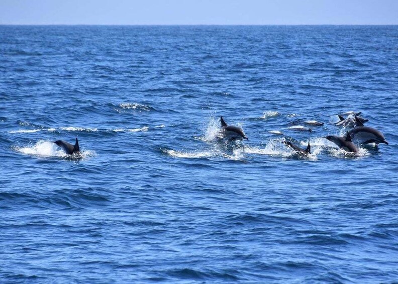 Picture 1 for Activity Dumaguete Manjuyod sand bar & Dolphin Watching