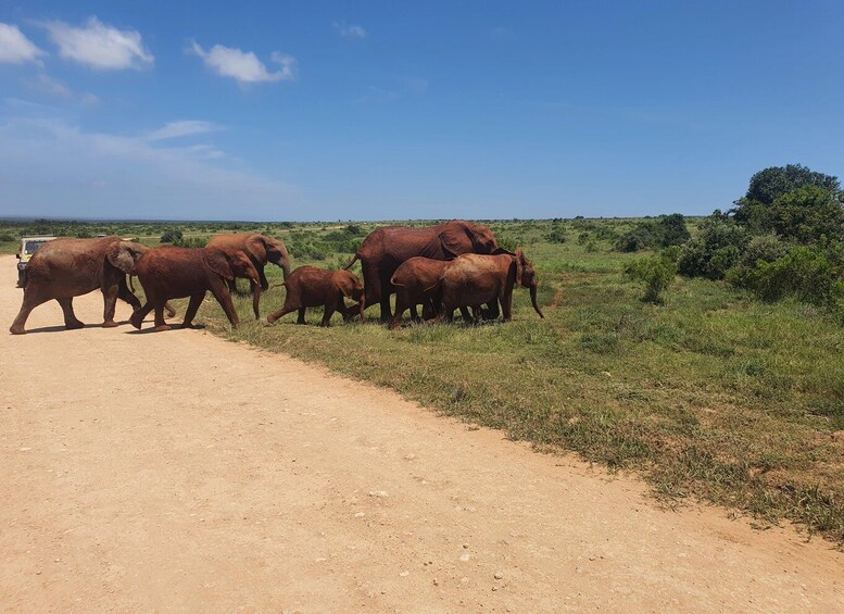 Addo Elephant National Park Tour