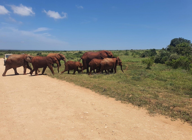 Addo Elephant National Park Tour