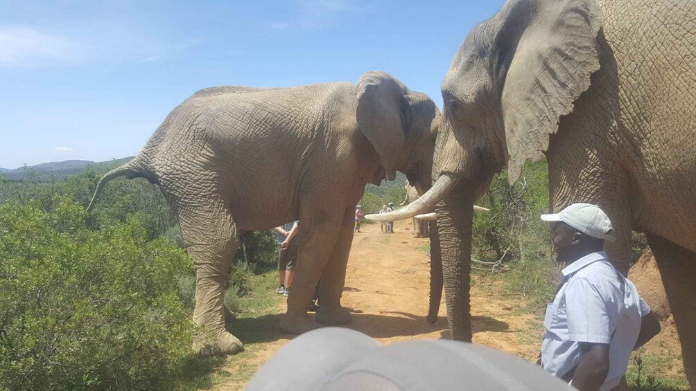 Picture 3 for Activity Addo Elephant National Park Tour