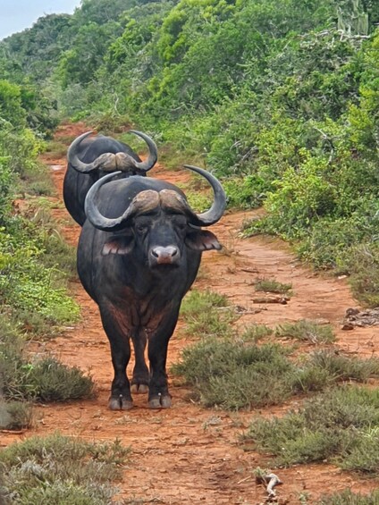 Picture 3 for Activity Addo Elephant National Park Tour