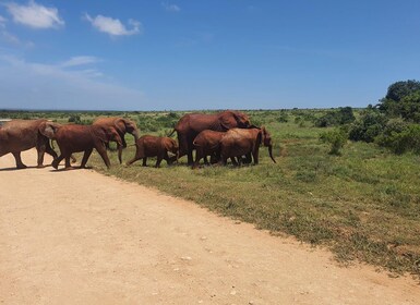 Addo Elephant National Park Tour