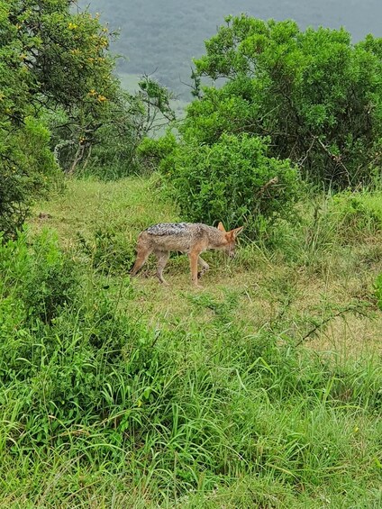 Picture 1 for Activity Addo Elephant National Park Tour