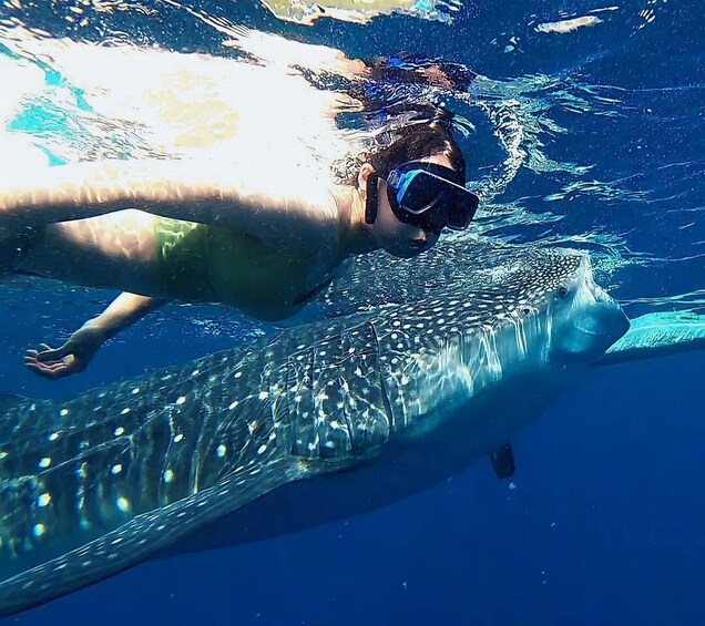 Picture 2 for Activity Oslob: Whaleshark Watching, Tumalog Falls & Sumilon Island