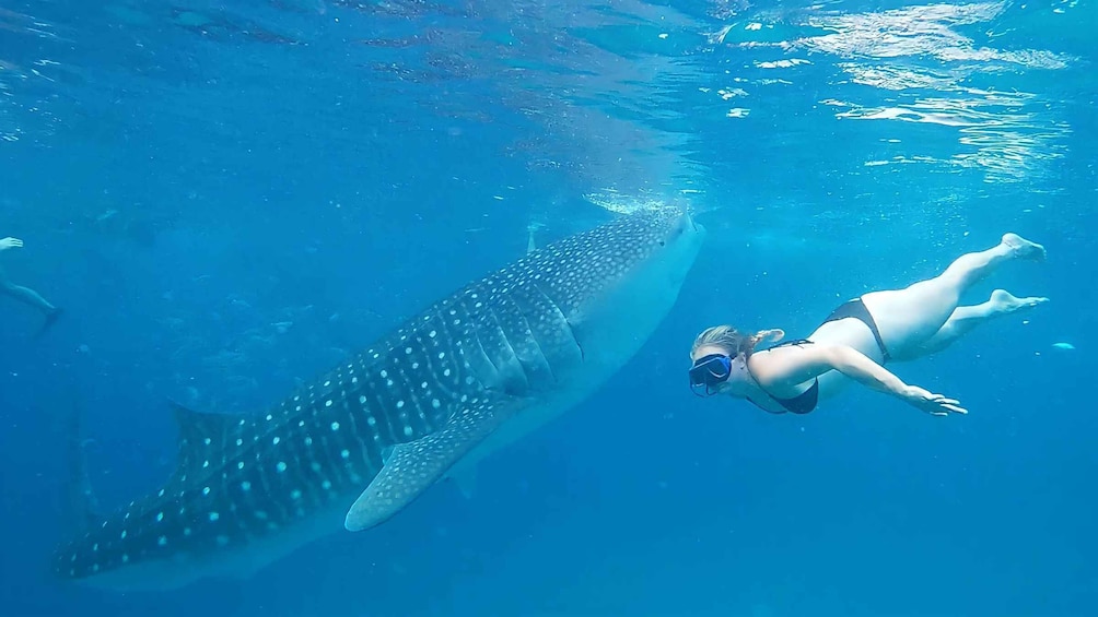 Picture 10 for Activity Oslob: Whaleshark Watching, Tumalog Falls & Sumilon Island