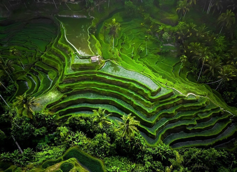 Picture 4 for Activity Bali: Besakih Great Temple Tour with Waterfal & Rice Terrace