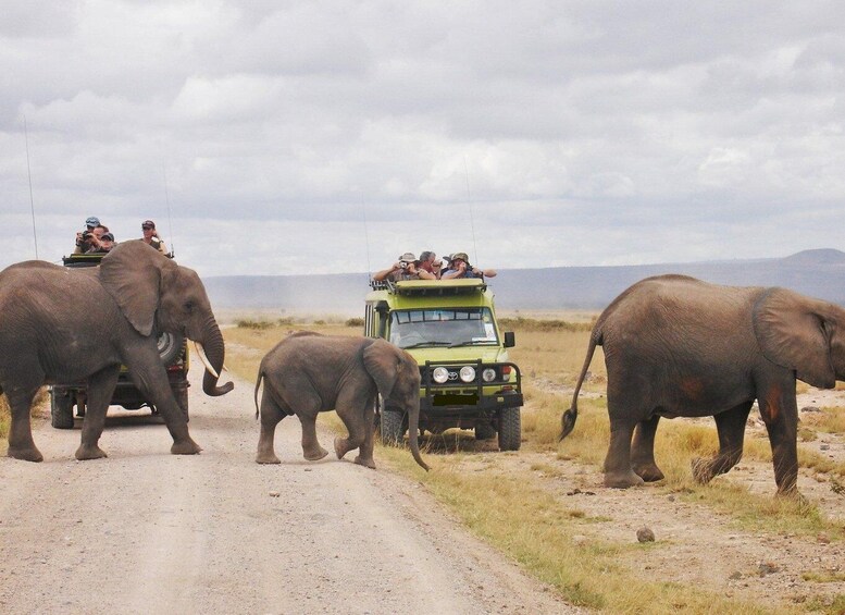 Picture 3 for Activity 10 Days Kenya Honeymoon Safari Experience with a 4x4 Jeep