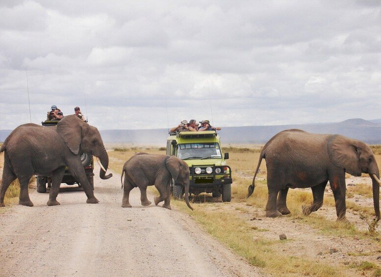 Picture 3 for Activity 10 Days Kenya Honeymoon Safari Experience with a 4x4 Jeep