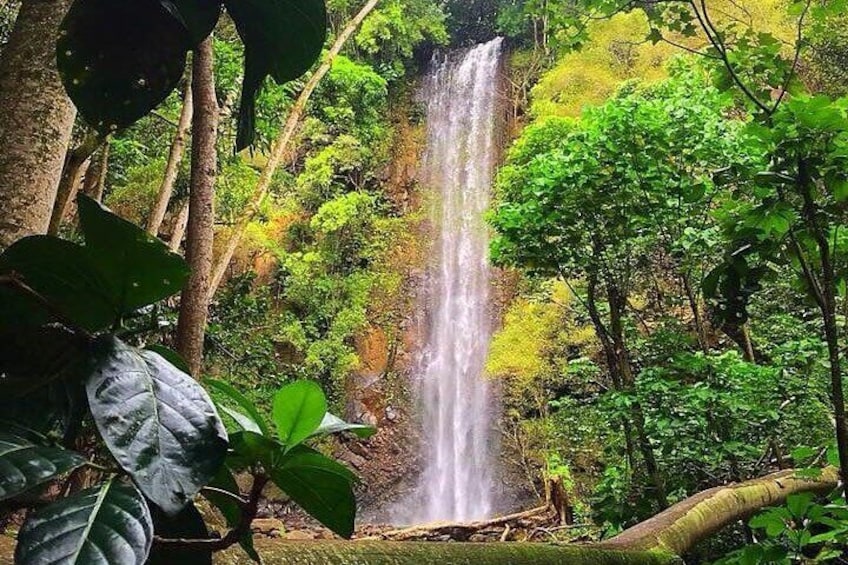 Wailua River and Secret Falls Kayak and Hiking Tour
