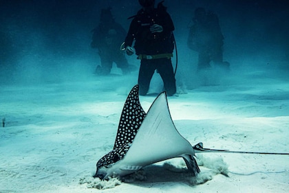 Costa Maya : Deux bouteilles pour les plongeurs certifiés Fun Dive