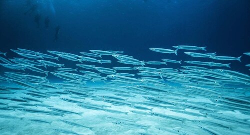 Costa Maya: Zwei Tanks für zertifizierte Taucher Fun Dive