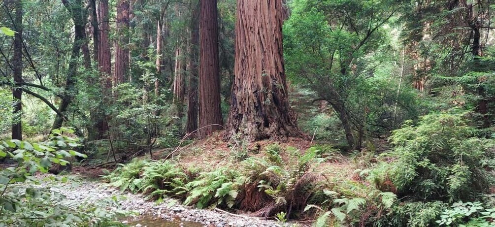 Picture 20 for Activity San Francisco: Alcatraz Tour with Muir Woods and Sausalito