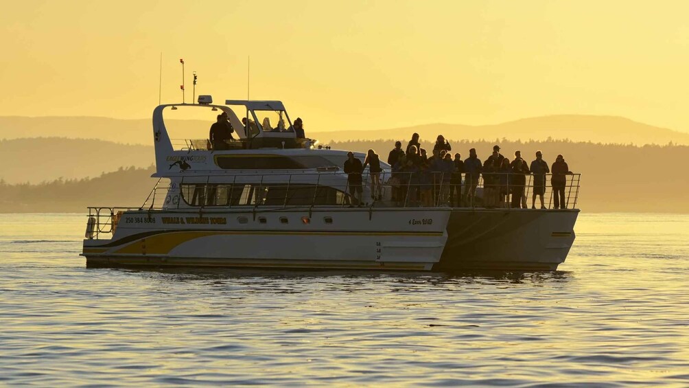 Picture 2 for Activity Victoria: Sunset Whale Watching Tour on Semi-Covered Boat