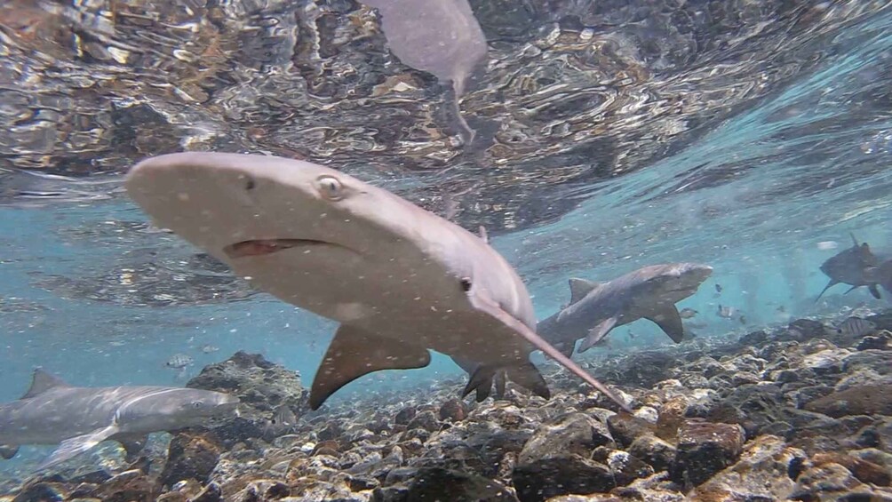 Picture 10 for Activity Sal: All inclusive Salt Lake, Natural pools and Shark Bay