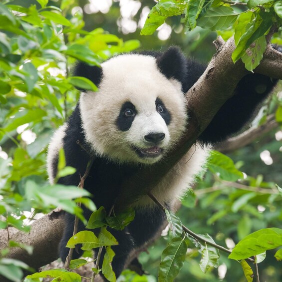 Picture 5 for Activity 1-Day tour：Discovering Pandas & the Majestic Giant Buddha