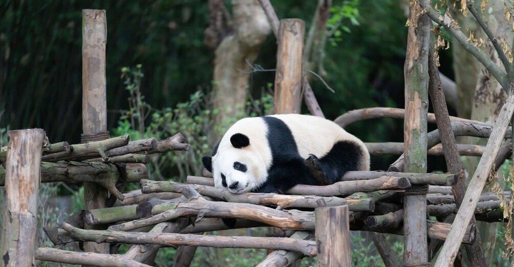 Picture 1 for Activity 1-Day tour：Discovering Pandas & the Majestic Giant Buddha