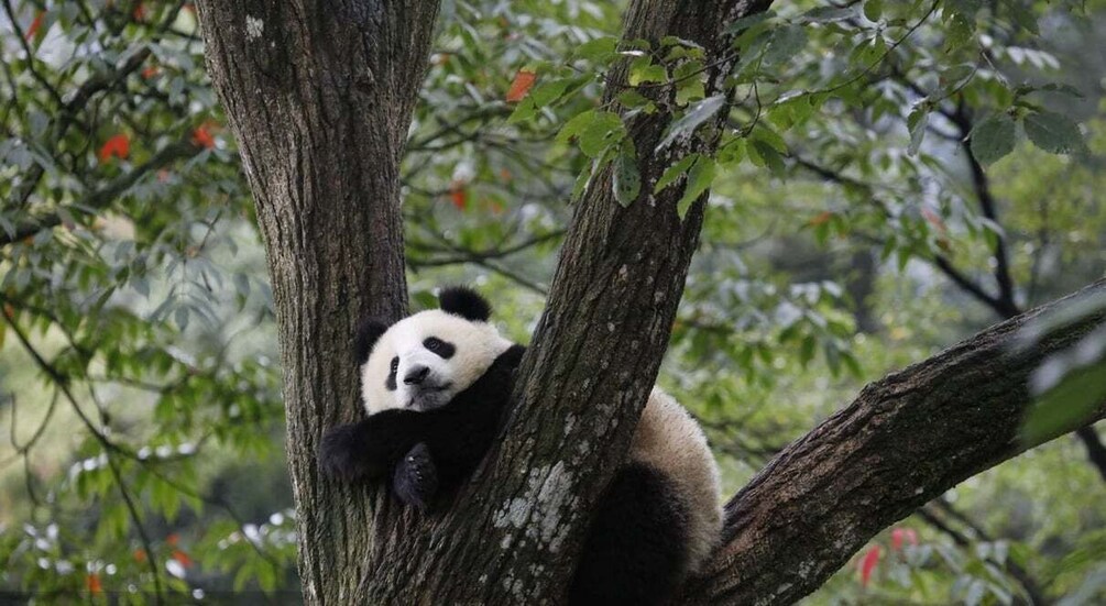 Picture 4 for Activity 1-Day tour：Discovering Pandas & the Majestic Giant Buddha