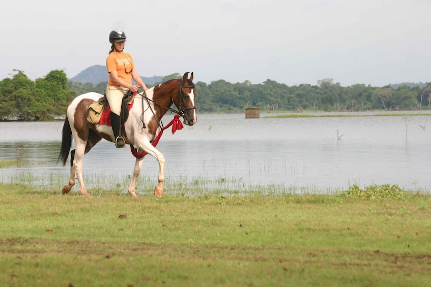 Picture 1 for Activity Half Day Horse Riding in Dambulla