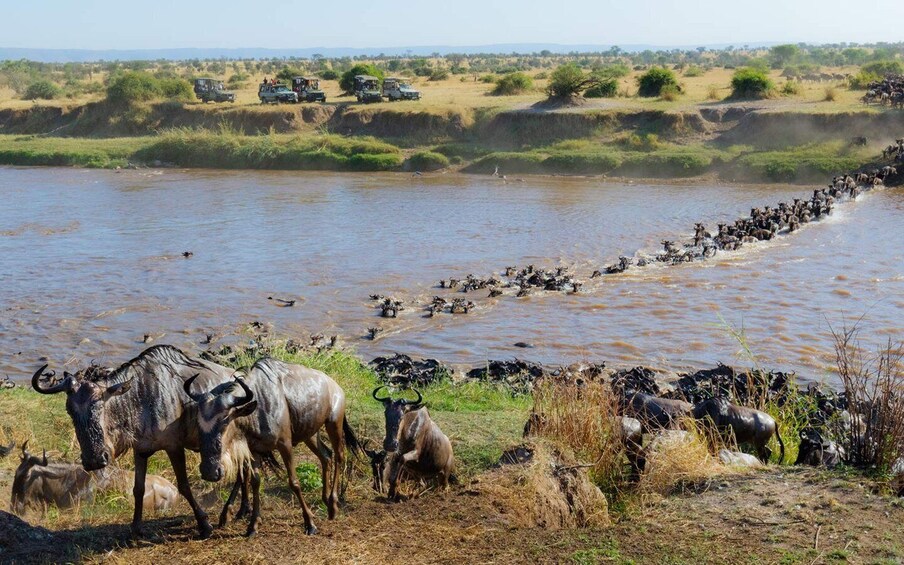 Picture 8 for Activity Nairobi: 4-Day Masai Mara & Lake Nakuru Safari - Mid-range