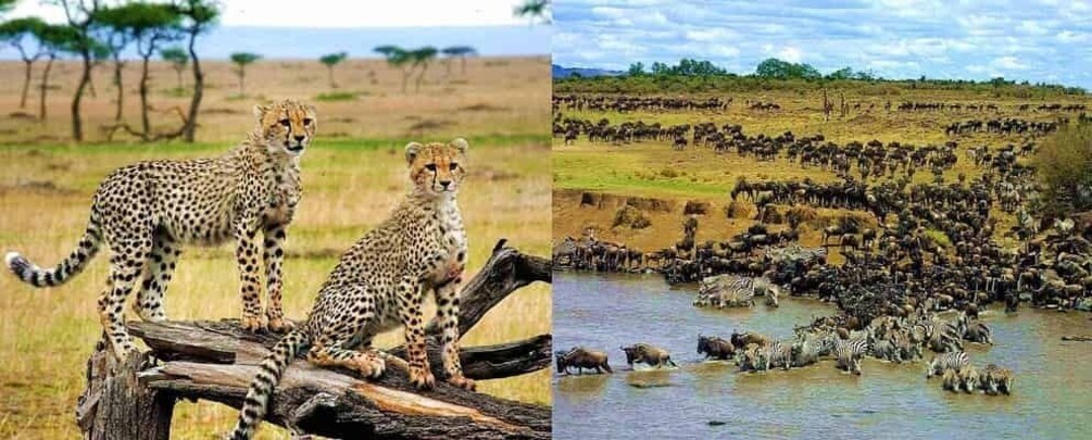 Picture 1 for Activity Nairobi: 4-Day Masai Mara & Lake Nakuru Safari - Mid-range