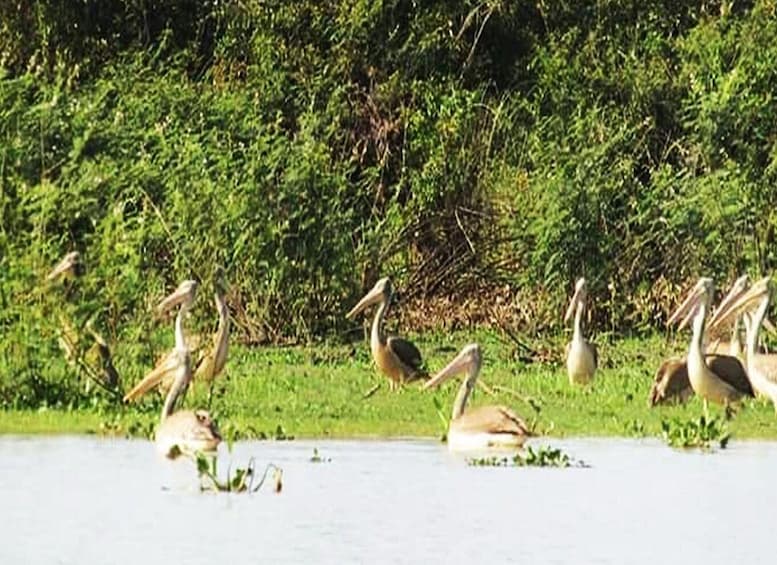 Picture 3 for Activity Boeng Peariang Bird Sanctuary in Siem Reap