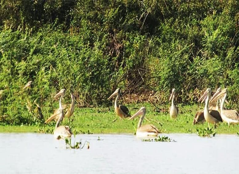 Picture 3 for Activity Boeng Peariang Bird Sanctuary in Siem Reap