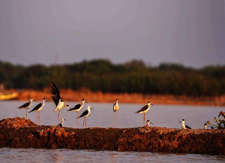 Picture 10 for Activity Boeng Peariang Bird Sanctuary in Siem Reap