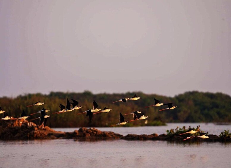 Picture 11 for Activity Boeng Peariang Bird Sanctuary in Siem Reap