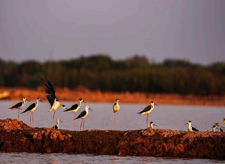 Picture 10 for Activity Boeng Peariang Bird Sanctuary in Siem Reap