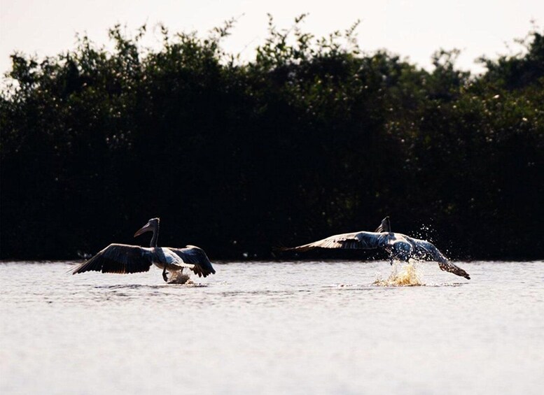 Picture 6 for Activity Boeng Peariang Bird Sanctuary in Siem Reap