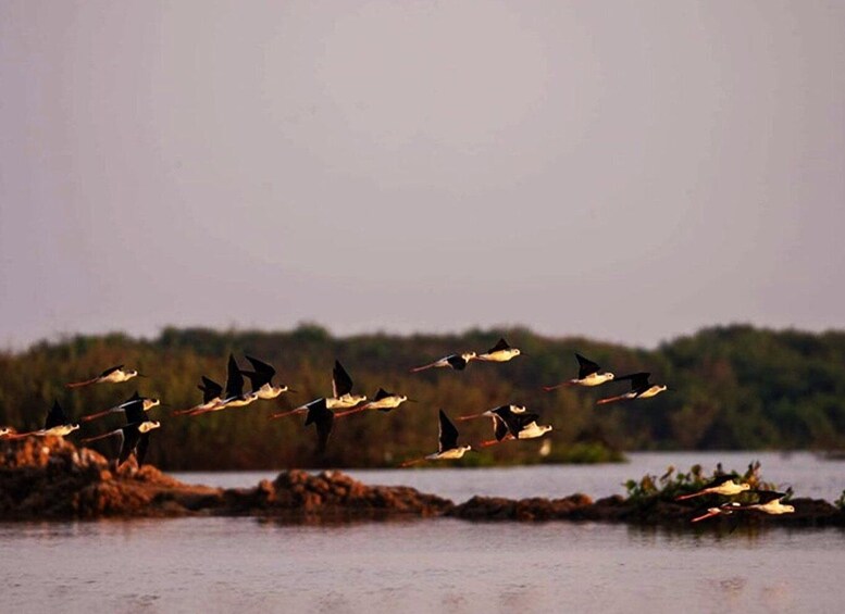 Picture 11 for Activity Boeng Peariang Bird Sanctuary in Siem Reap