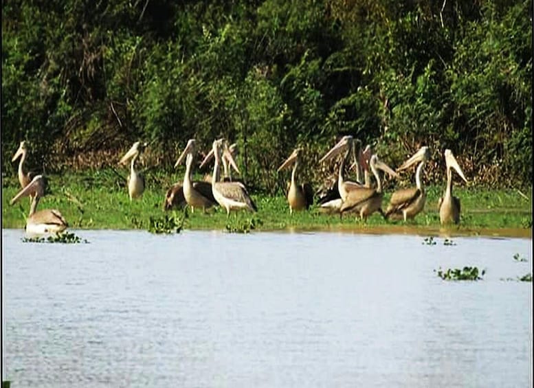 Picture 2 for Activity Boeng Peariang Bird Sanctuary in Siem Reap