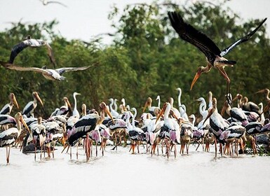 Boeng Peariang Bird Sanctuary in Siem Reap