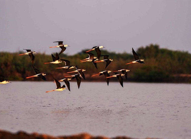 Picture 7 for Activity Boeng Peariang Bird Sanctuary in Siem Reap