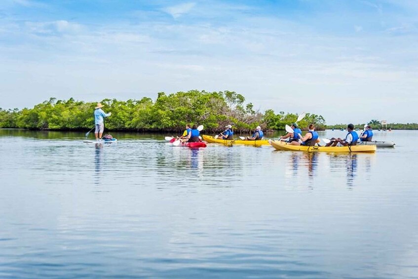 Picture 11 for Activity Marco Island: Kayak Mangrove Ecotour in Rookery Bay Reserve