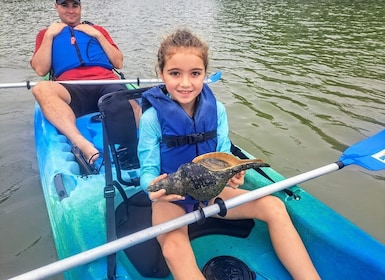 Marco Island: Kayak Mangrove Ecotour in Rookery Bay Reserve